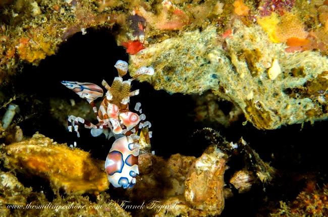 Harlequin shrimp underwater in the Andaman Sea