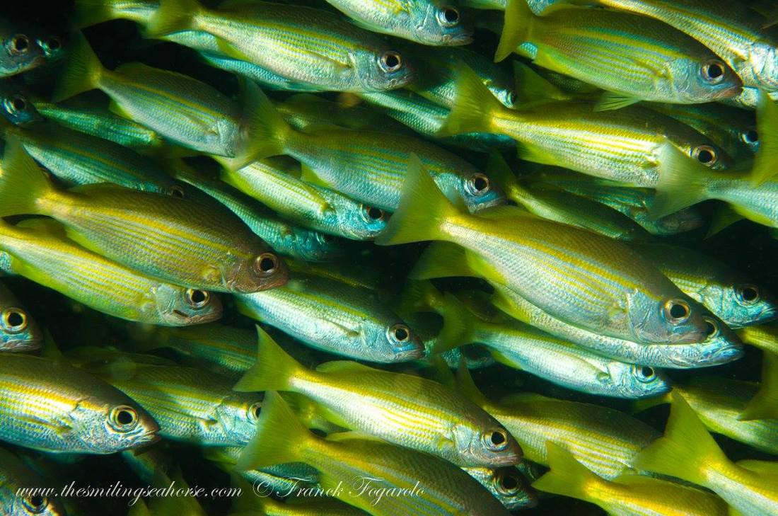 School of goldband fusiliers underwater