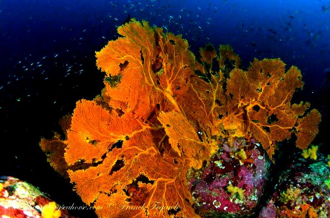 Colourful sea fan and coral underwater