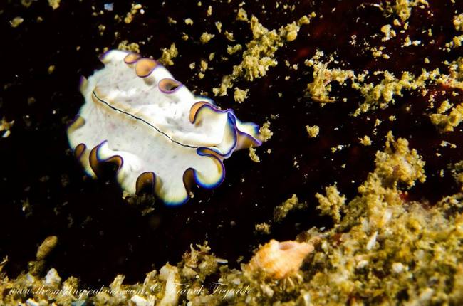 Decorated nudibranch underwater