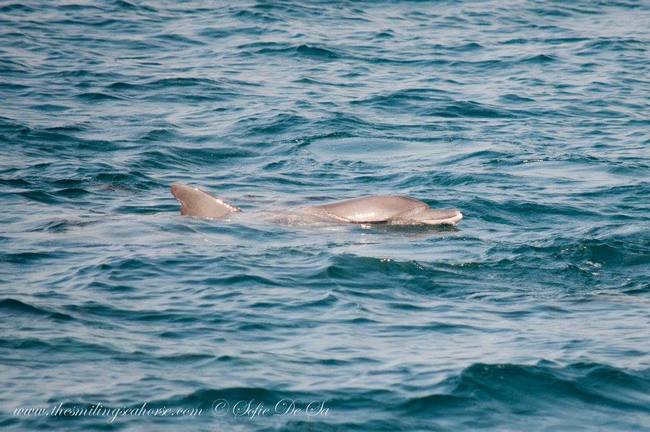 Dolphin accompanying the boat on the way back to the mainland
