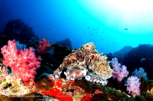 Octopus resting among soft coral