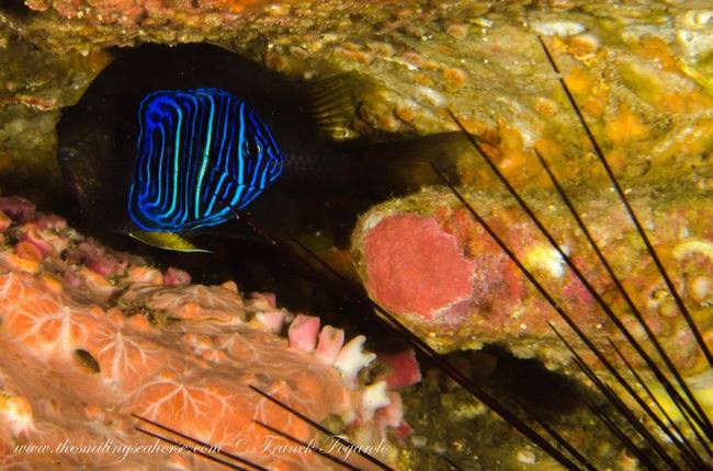 Juvenile angelfish underwater