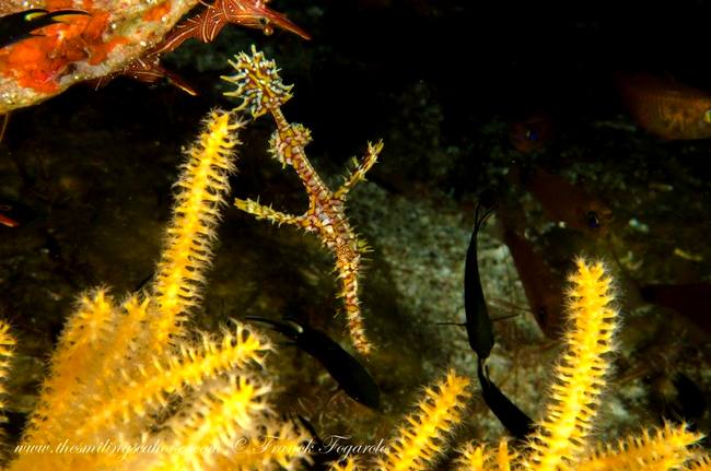 Ghost pipefish camouflaged underwater