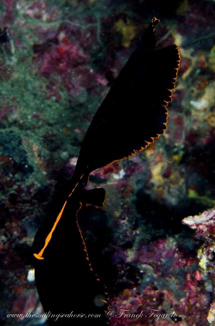 Juvenile batfish underwater