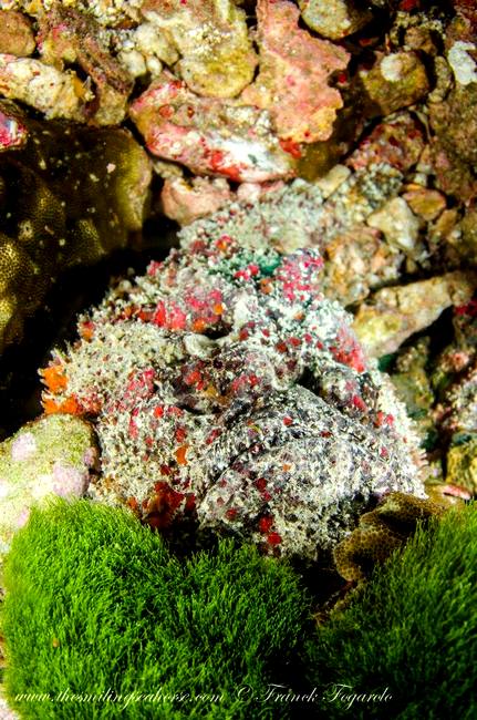 Stonefish resting on the seabed