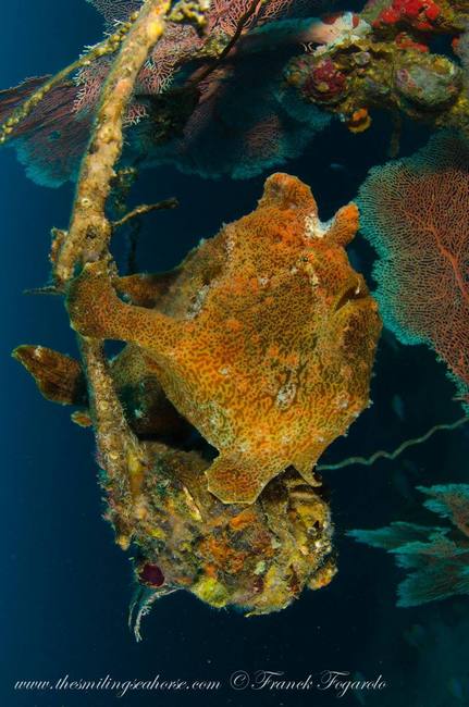 Frogfish underwater