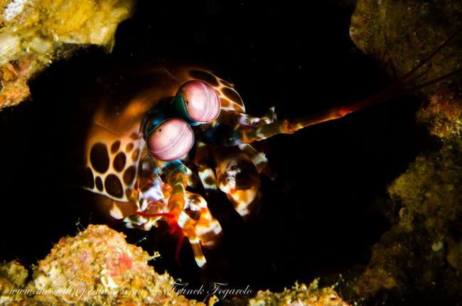 Mantis shrimp looking towards the camera