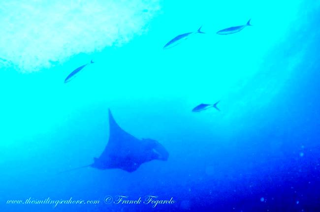 Manta ray passing overhead underwater