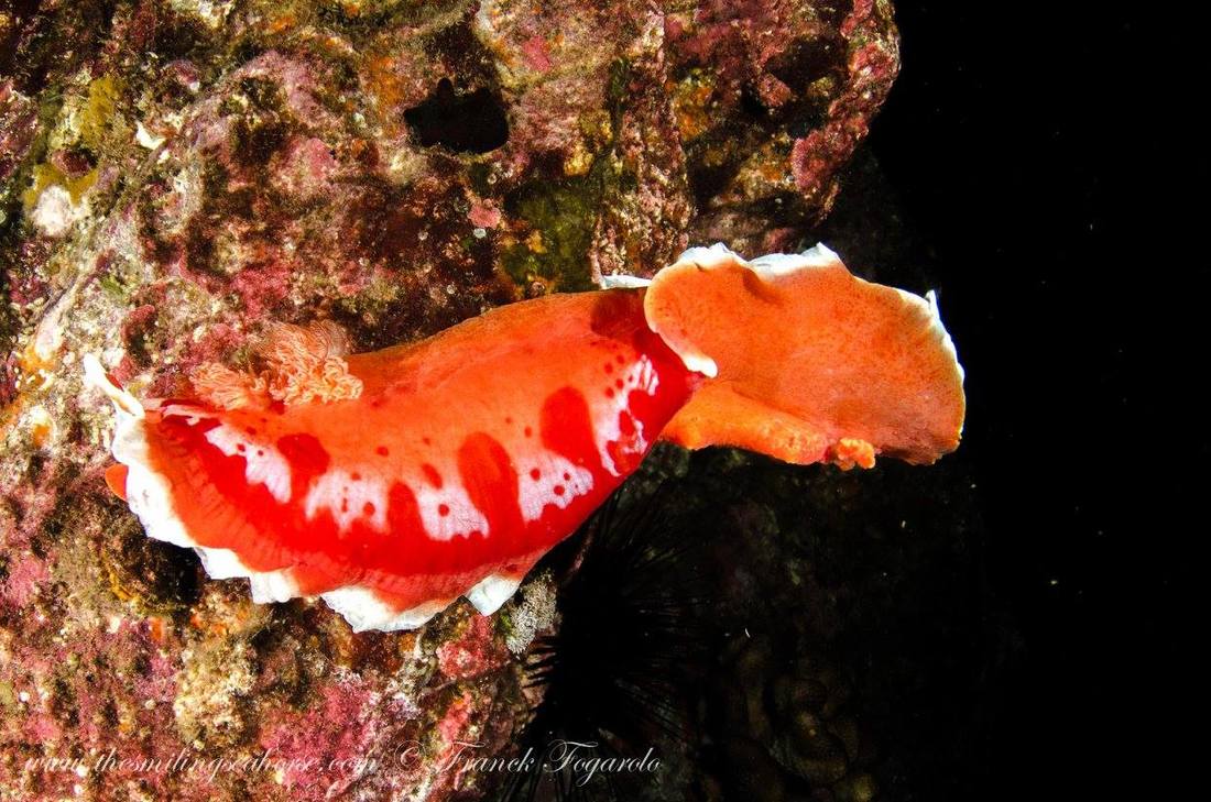 Spanish dancer nudibranch underwater