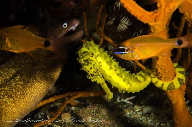 Seahorse underwater
