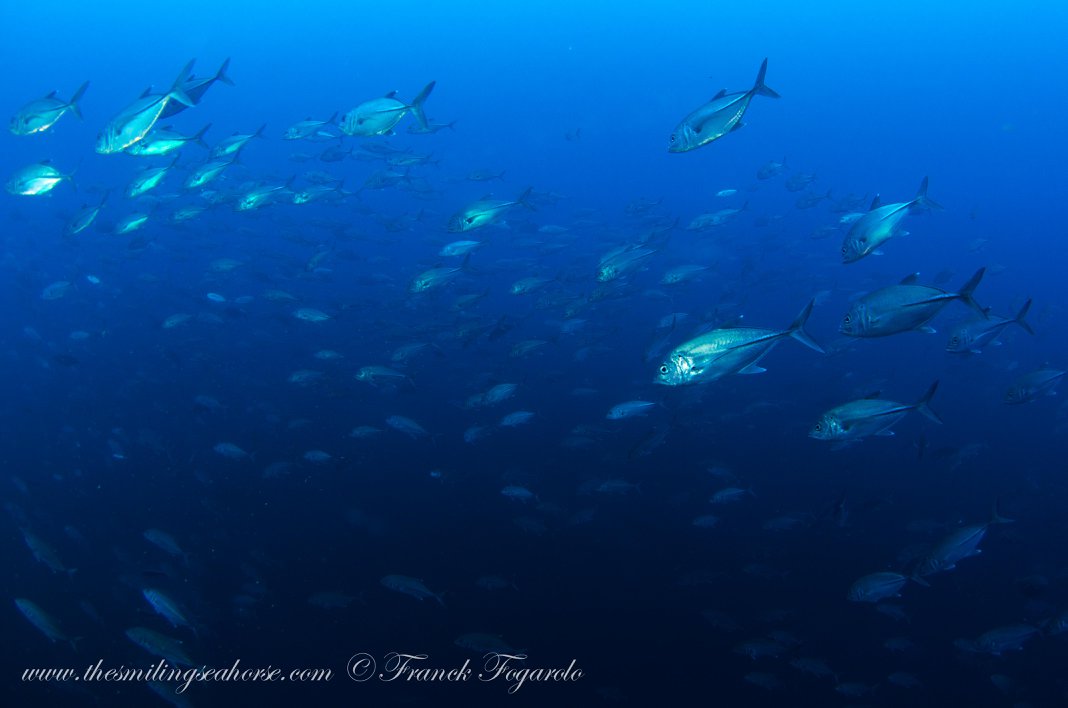 Schooling fish underwater in the Mergui Archipelago