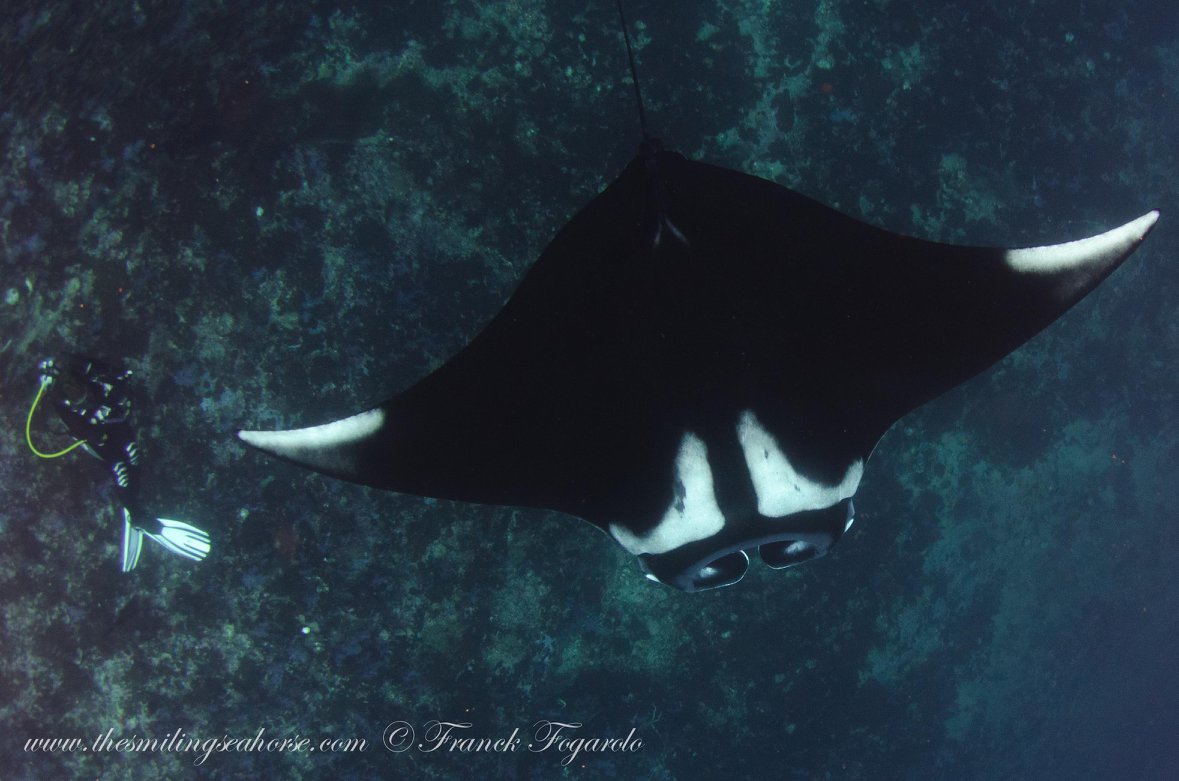 Manta ray swimming over a Mergui Archipelago dive site