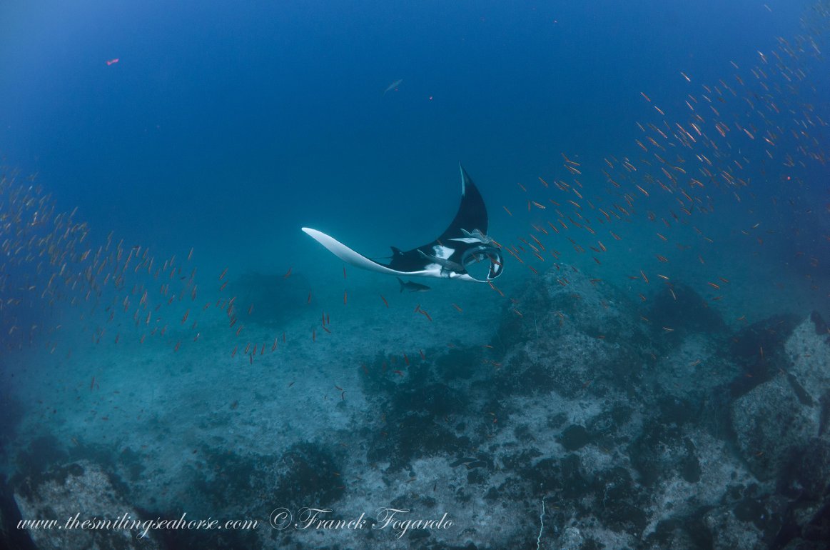 Manta ray underwater at Black Rock in the Mergui Archipelago