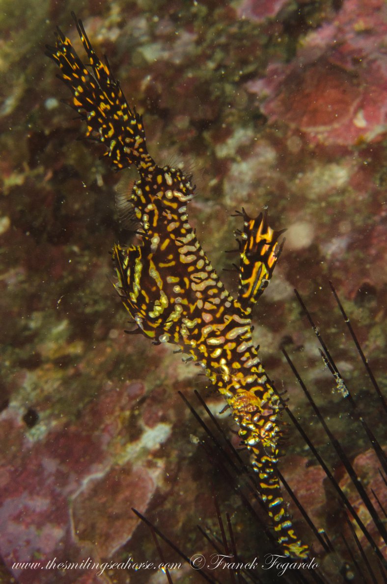 Ghost pipefish underwater in the Mergui Archipelago