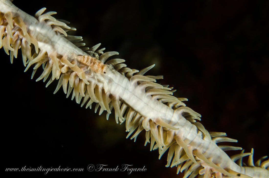Shrimp on the reef in the Mergui Archipelago