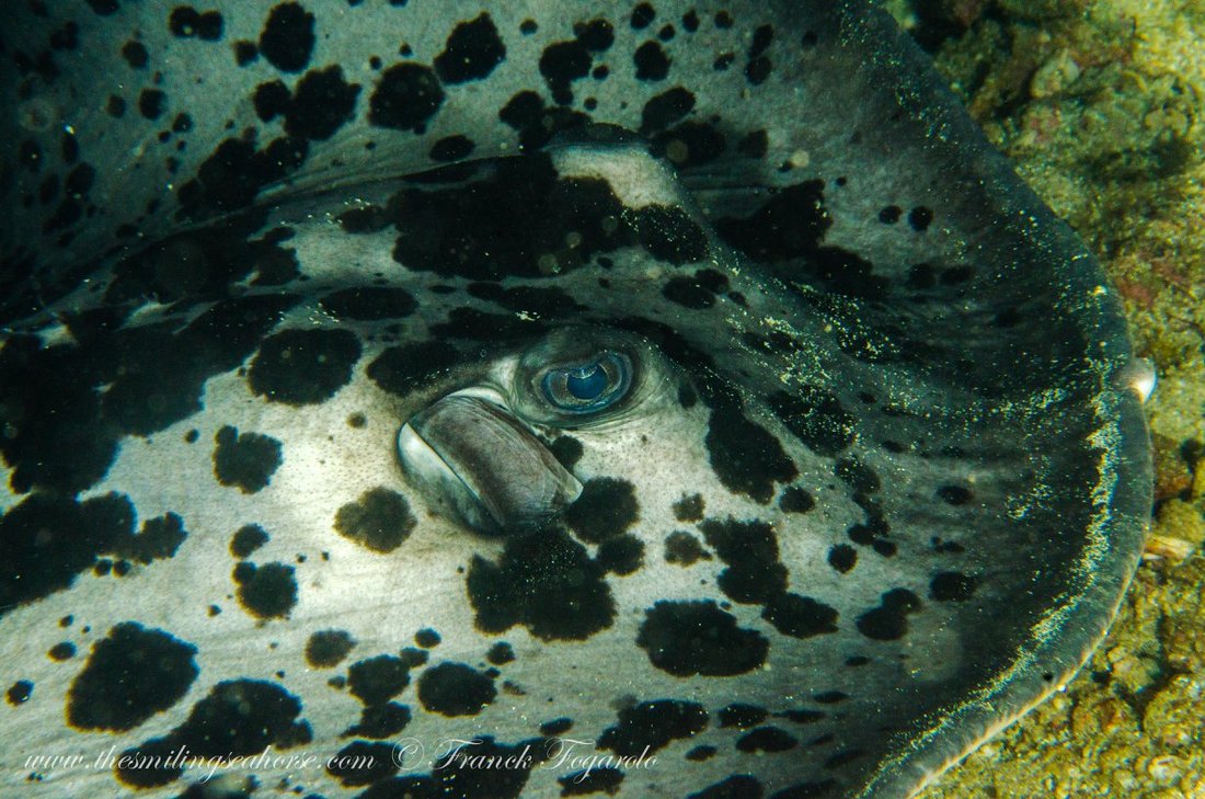Marine life in the Mergui Archipelago