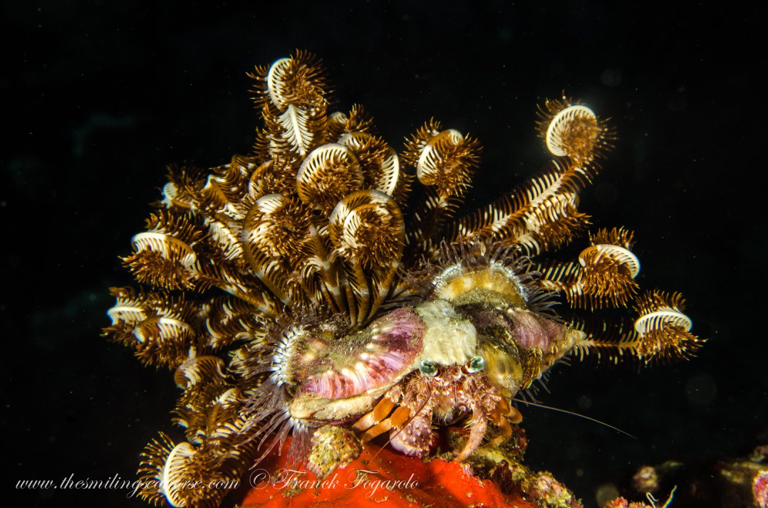 Marine creature with a distinctive appearance in the Mergui Archipelago