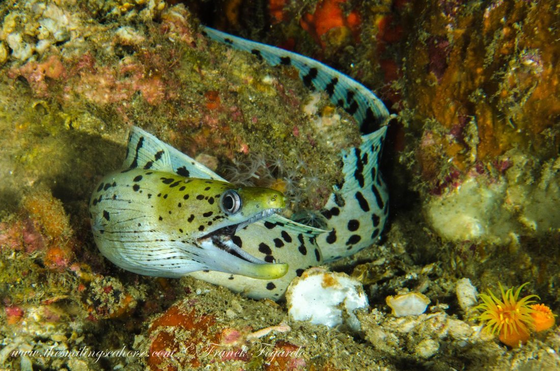 Moray eel underwater among the reef