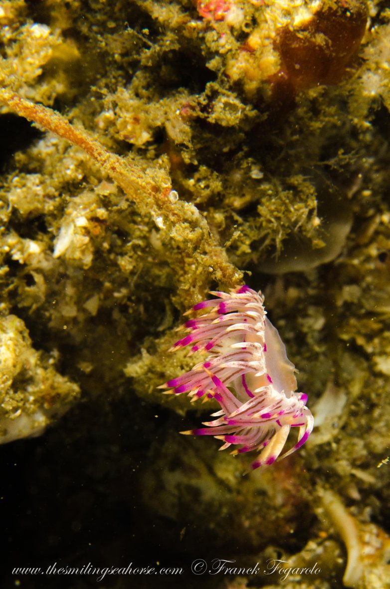 Nudibranch underwater in the Mergui Archipelago