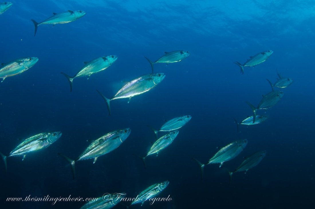 Large school of fish underwater in the Mergui Archipelago