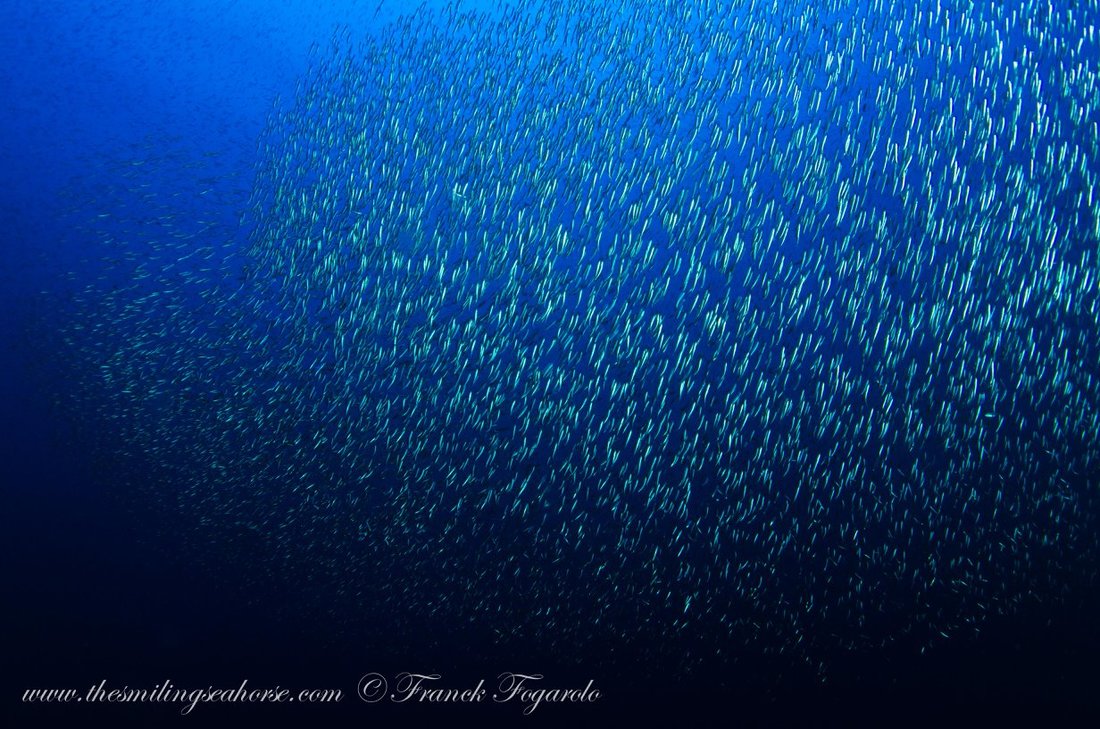 Huge school of fish in the Mergui Archipelago
