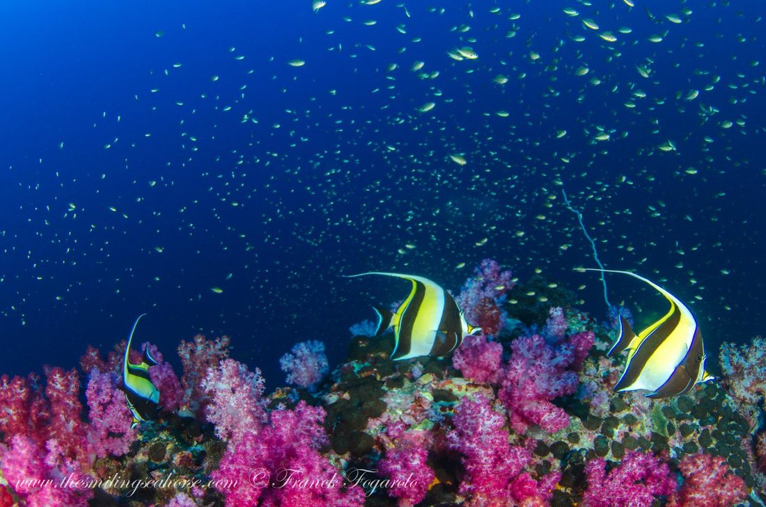 Colourful coral reef in the Mergui Archipelago