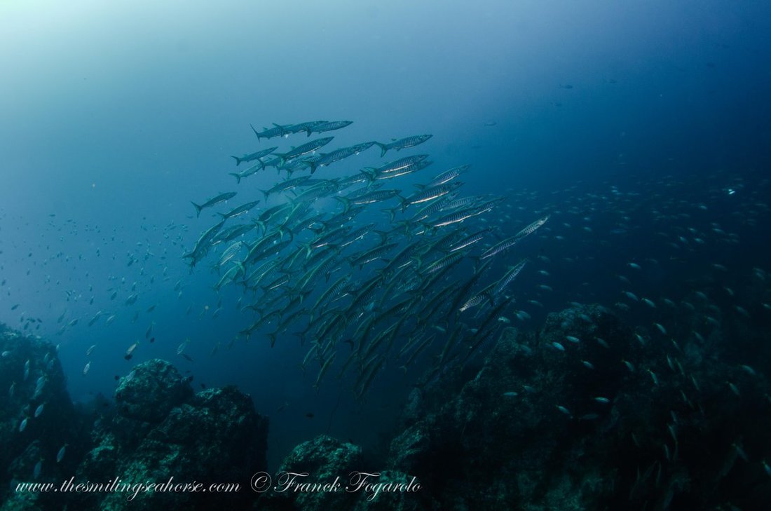 Dense school of fish over the reef in the Mergui Archipelago