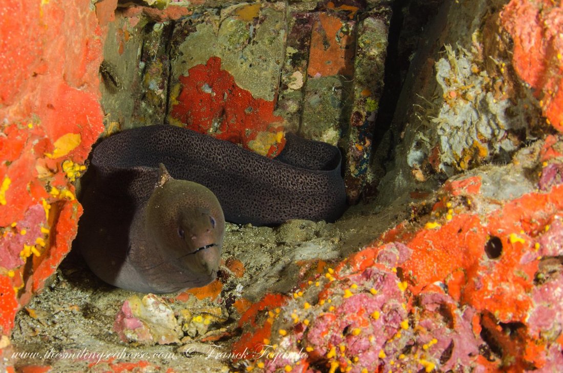 Moray eel among the reef in the Mergui Archipelago