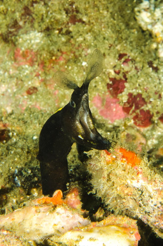 Moray eel portrait underwater in the Mergui Archipelago