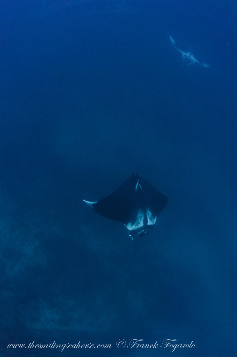 Manta ray underwater in the Mergui Archipelago