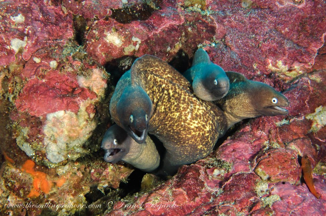 Moray eel underwater in the Mergui Archipelago