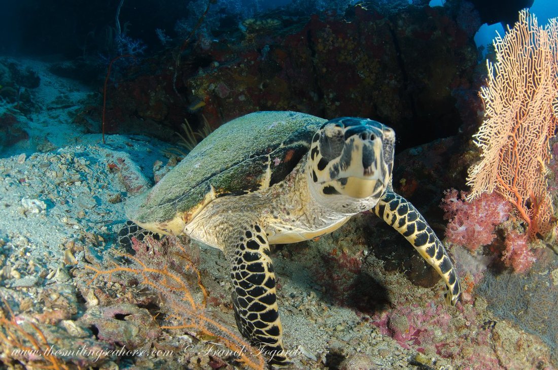 Nurse shark resting underwater in the Mergui Archipelago
