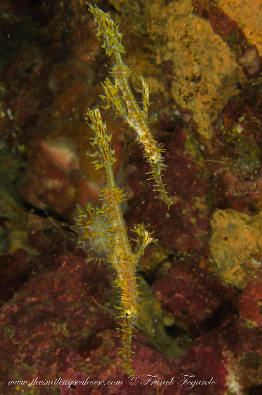Ghost pipefish underwater in the Mergui Archipelago
