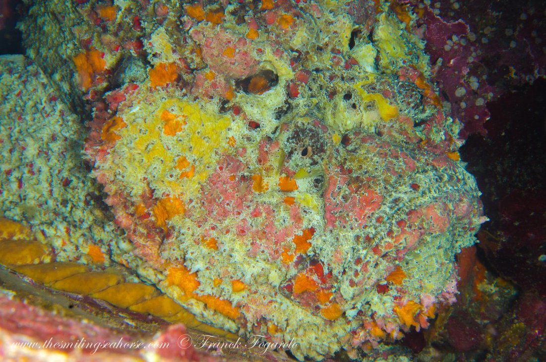 Colourful marine life in the Mergui Archipelago