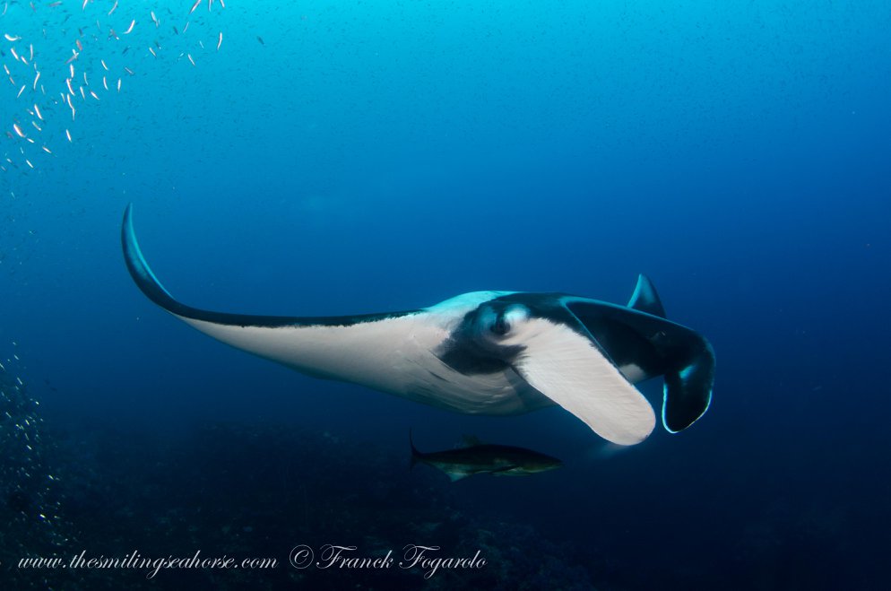 Manta ray swimming above the reef in the Mergui Archipelago