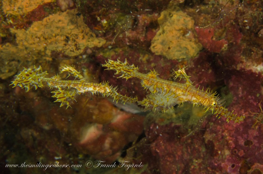 Ghost pipefish camouflaged among the reef in the Mergui Archipelago