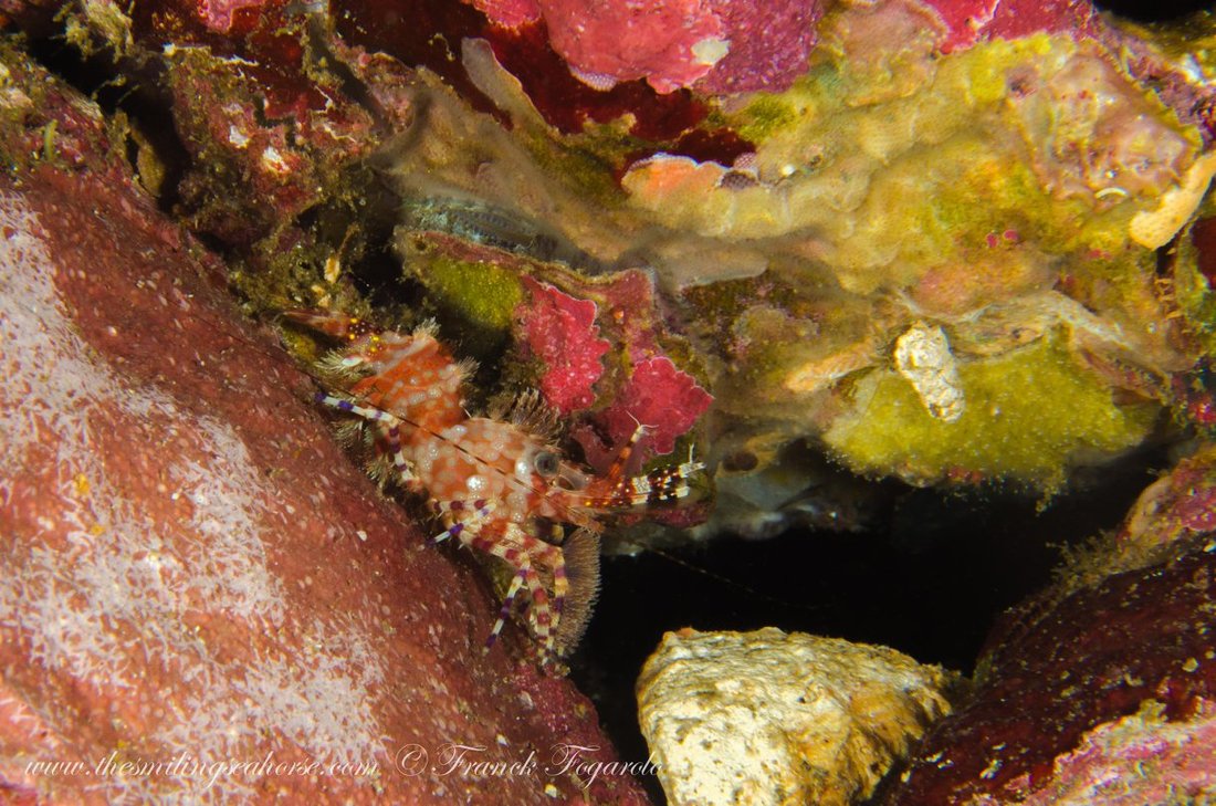 Shrimp on the reef in the Mergui Archipelago