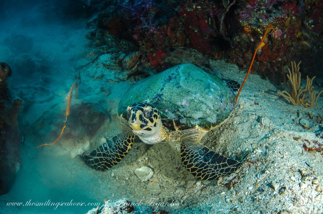 Nurse shark underwater in the Mergui Archipelago