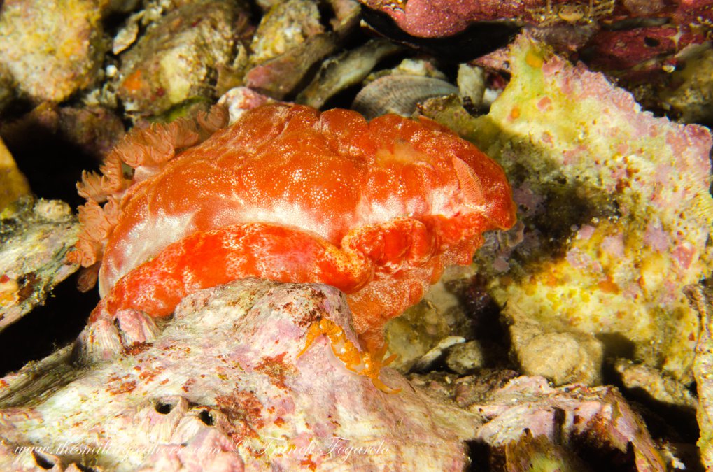 Marine life in the Mergui Archipelago
