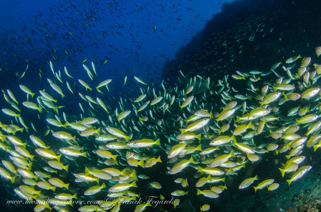 Schooling reef fish in the Mergui Archipelago