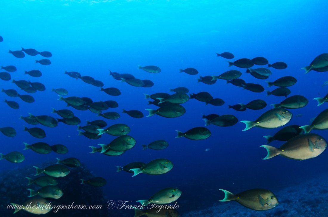 Fusiliers and other reef fish underwater in the Mergui Archipelago
