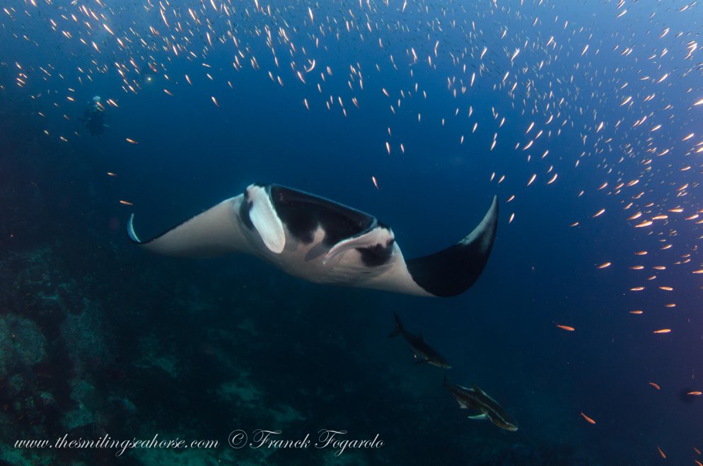 Manta ray swimming over the reef in the Mergui Archipelago