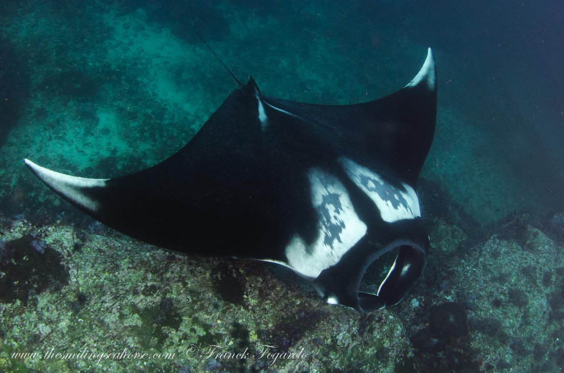 Manta ray underwater in the Mergui Archipelago