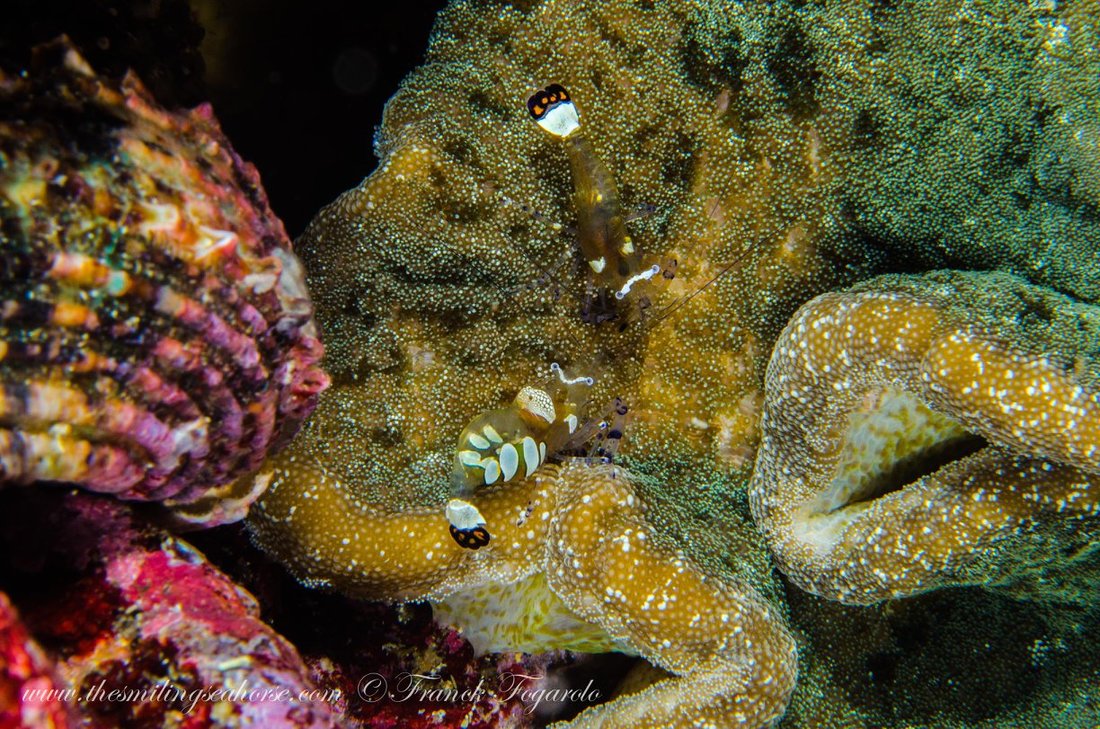 Colourful shrimp underwater in the Mergui Archipelago