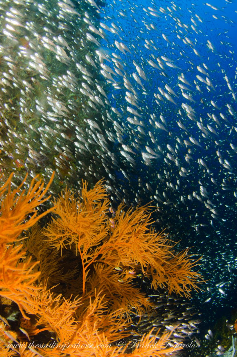 Colourful reef life underwater in the Mergui Archipelago