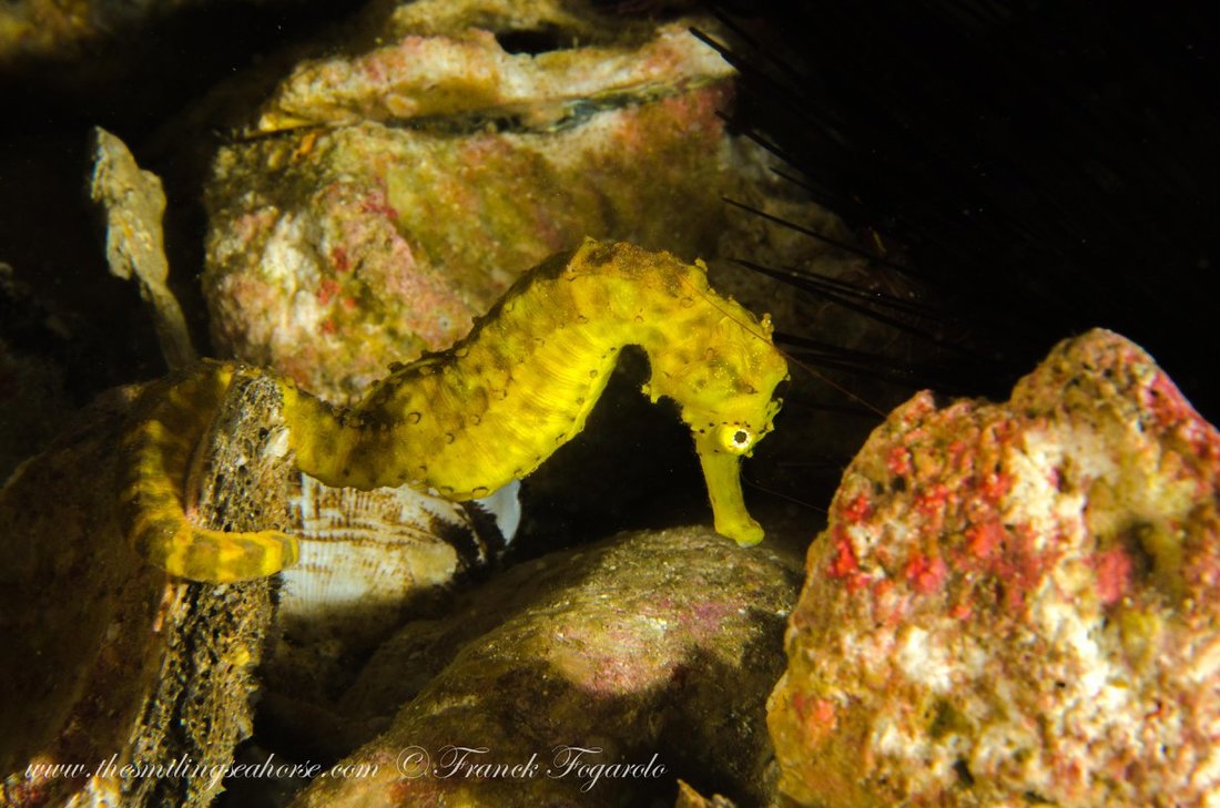 Ghost pipefish on the reef in the Mergui Archipelago