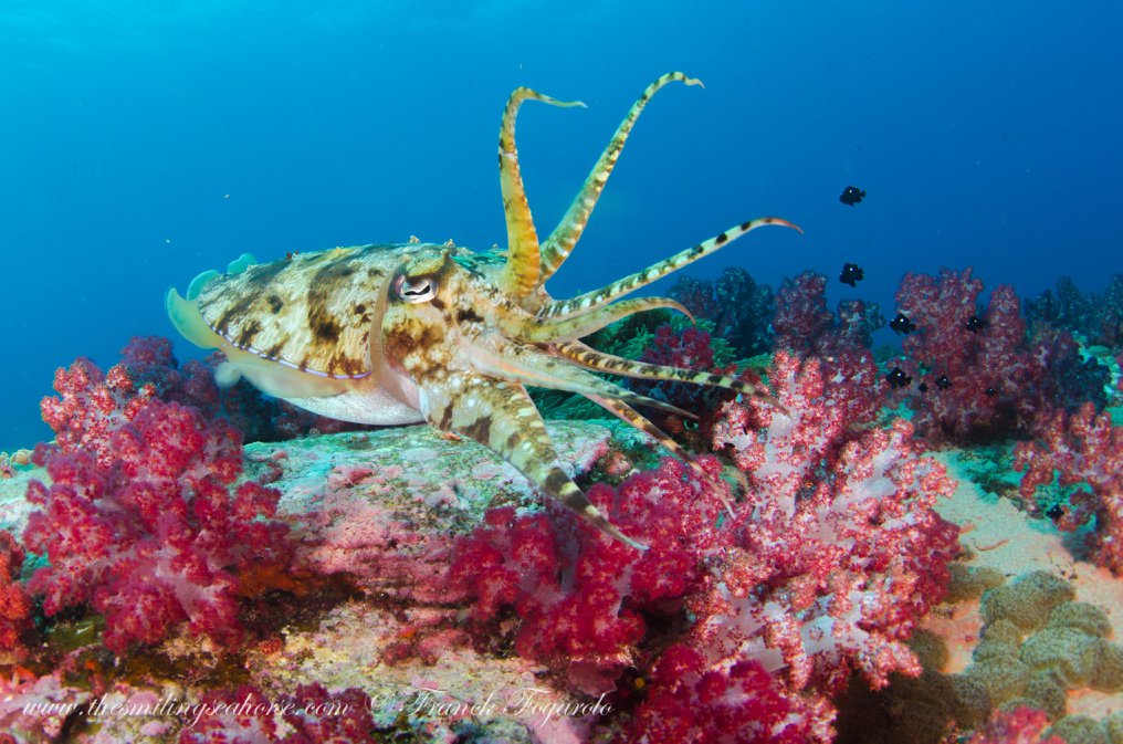 Marine creature underwater in the Mergui Archipelago
