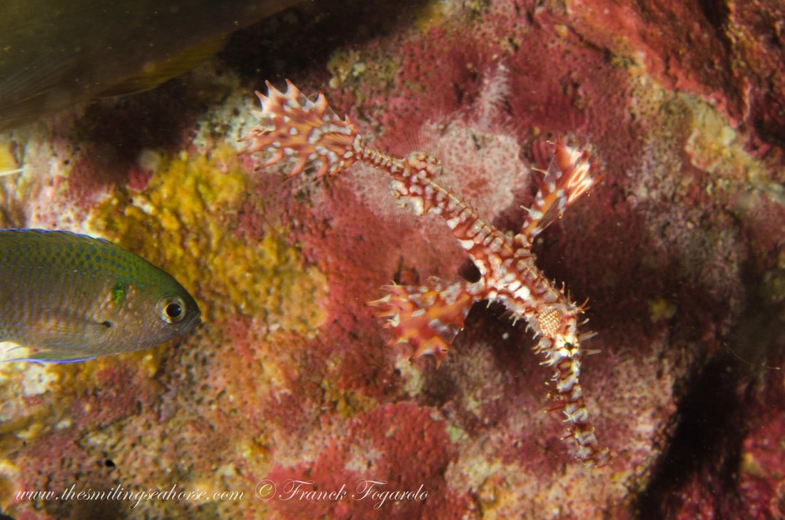 Ghost pipefish underwater in the Mergui Archipelago