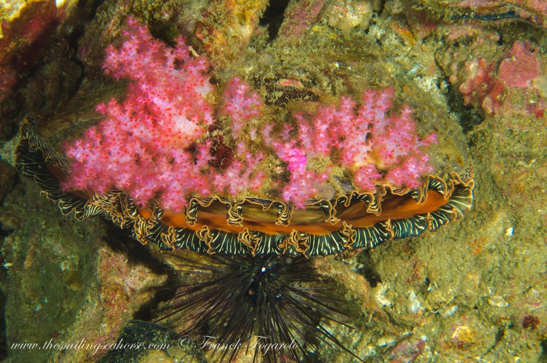 Marine life close-up underwater in the Mergui Archipelago